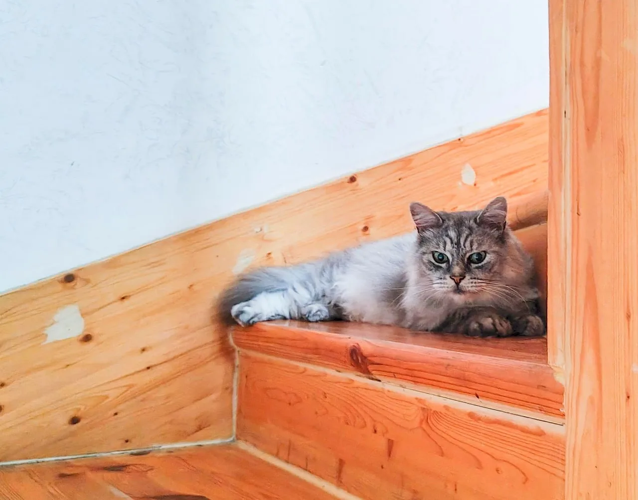 Кота мы все еще не выпускаем, поэтому он садится в засаде на лестнице напротив входной ...