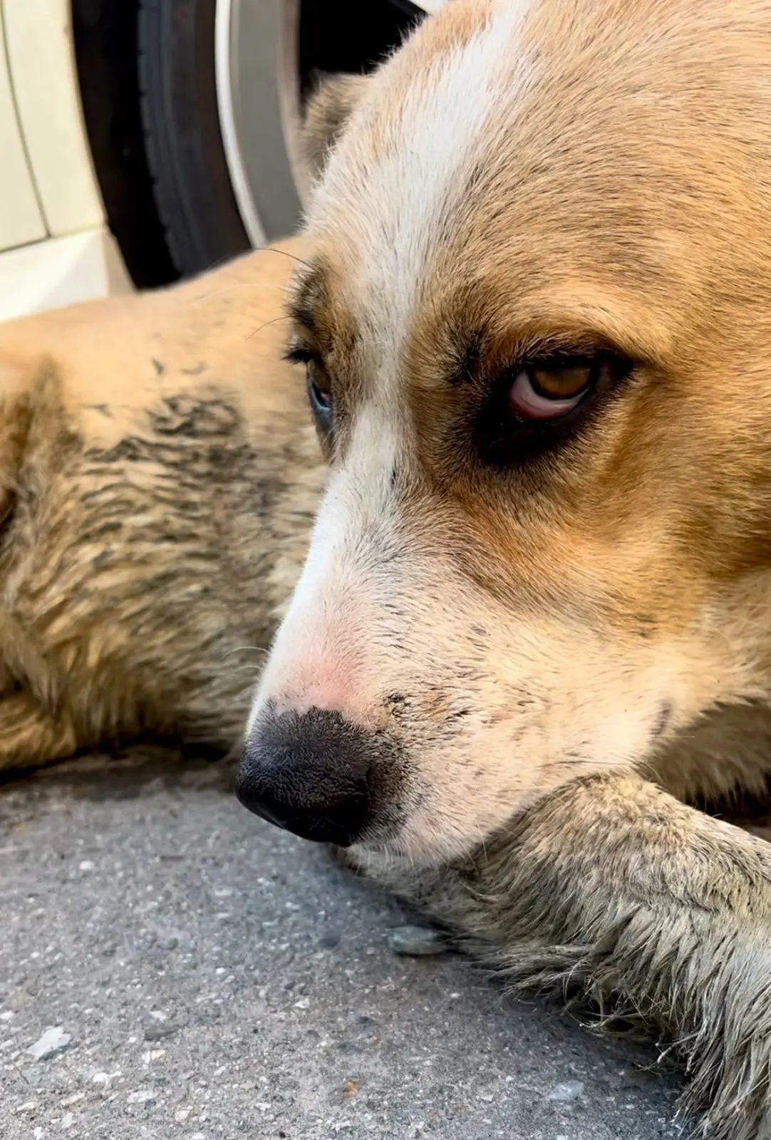 🐕 ЖЕСТОКОЕ ОБРАЩЕНИЕ С ЖИВОТНЫМИ — ЭТО УГОЛОВНАЯ ОТВЕТСТВЕННОСТЬ