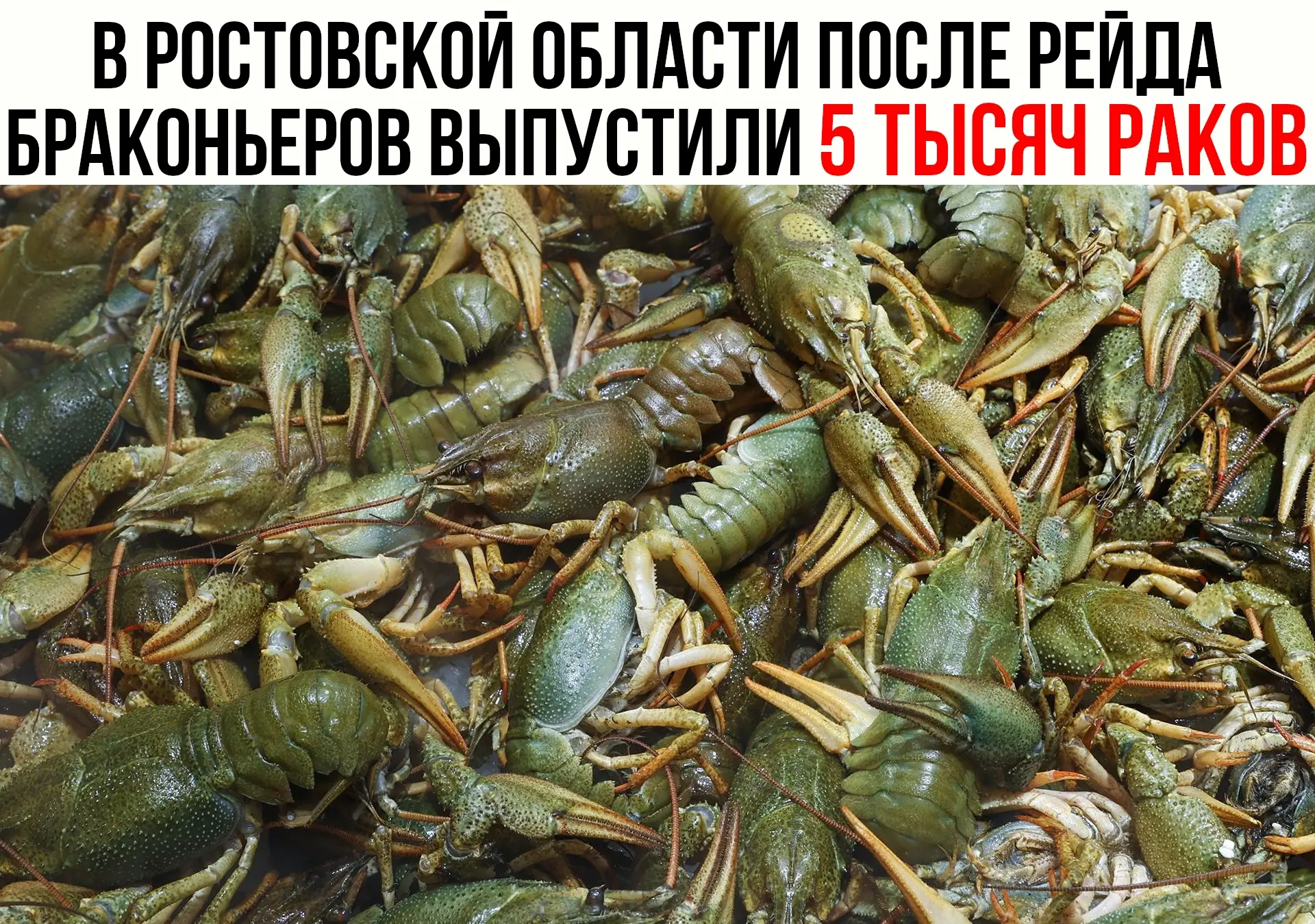 В Ростовской области в ходе рейда задержаны два браконьера, а в естественную среду возвращены более 