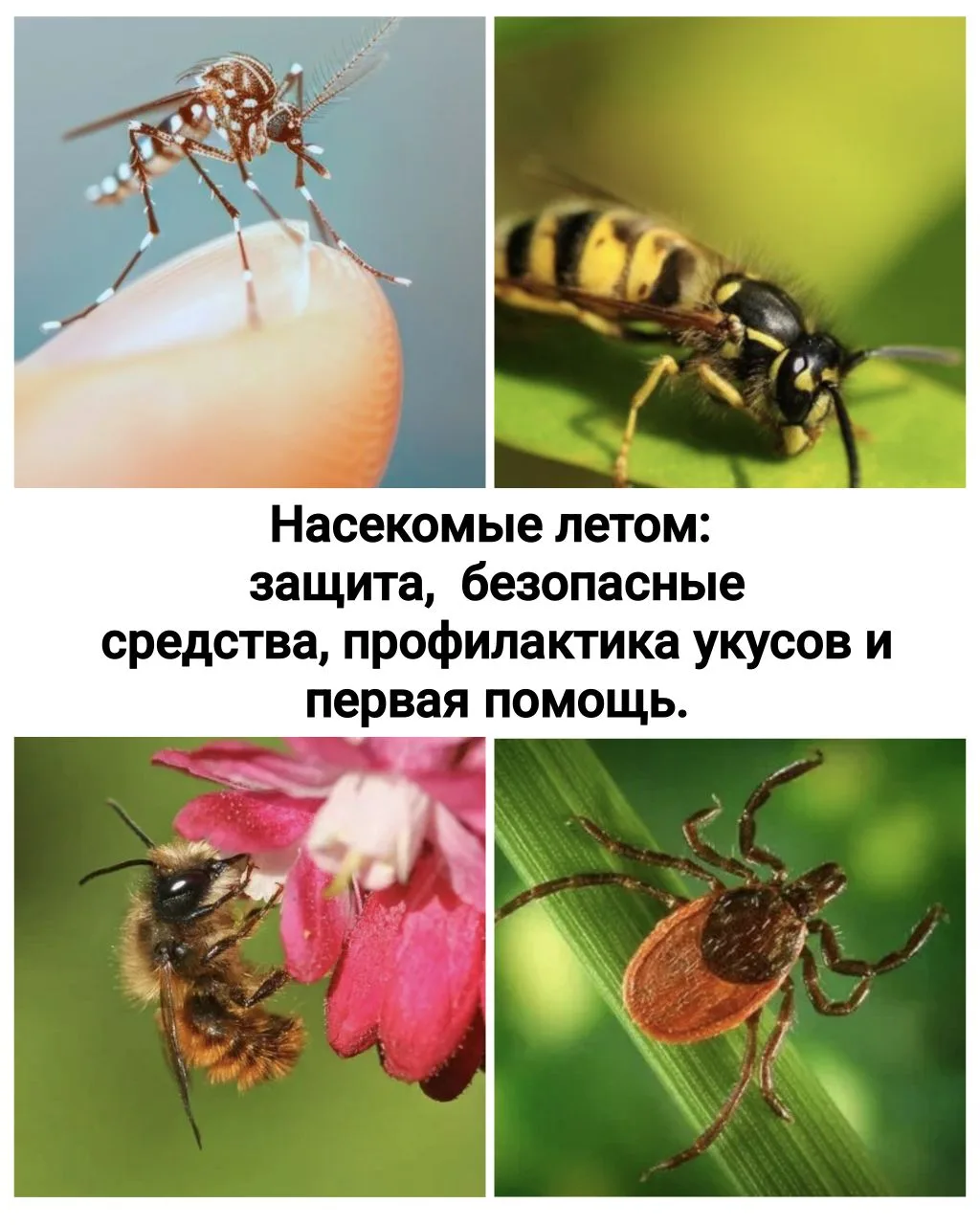 Насекомые летом и защита малыша: безопасные средства, профилактика укусов и первая помощь.