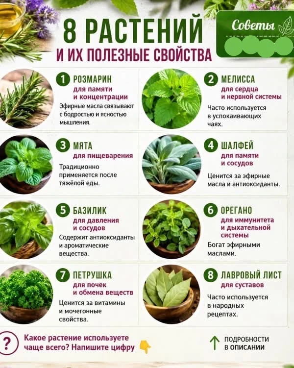 Зеленая аптечка прямо на грядке: 8 полезных растений для вашего здоровья! ☕️🌿

Травы на нашем участ