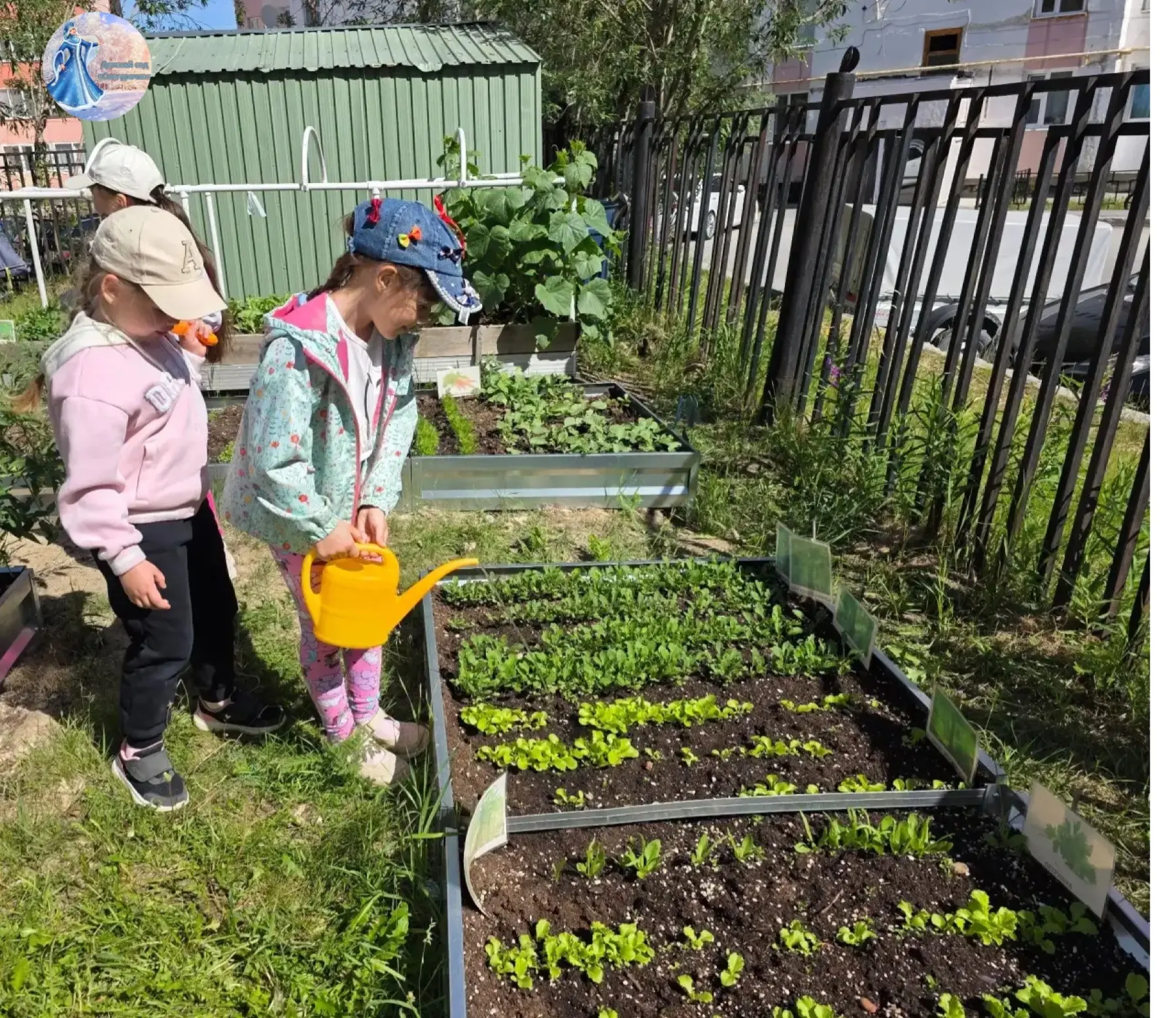 🪴 Наблюдение и уход за растениями в детском саду! 🌾