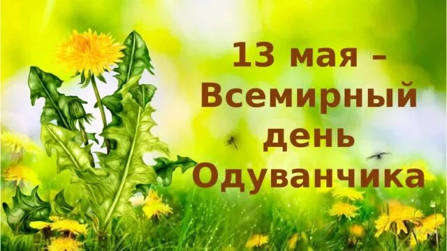 🌝Одуванчики цветы