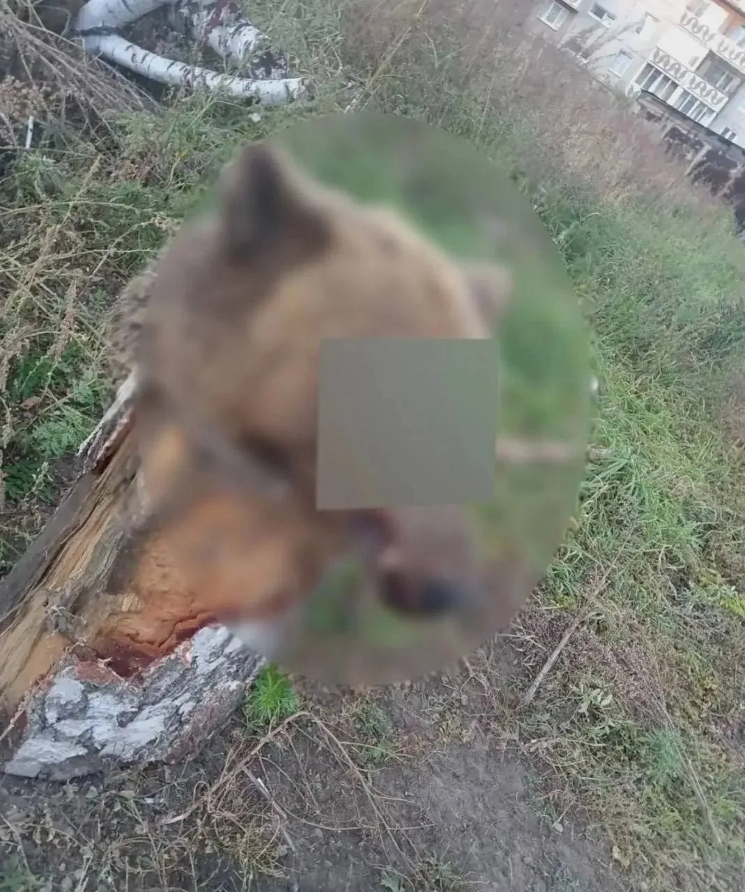🐻 Кто-то решил поиграть в «Игру престолов»? В Ангарске на пеньке нашли голову медведя