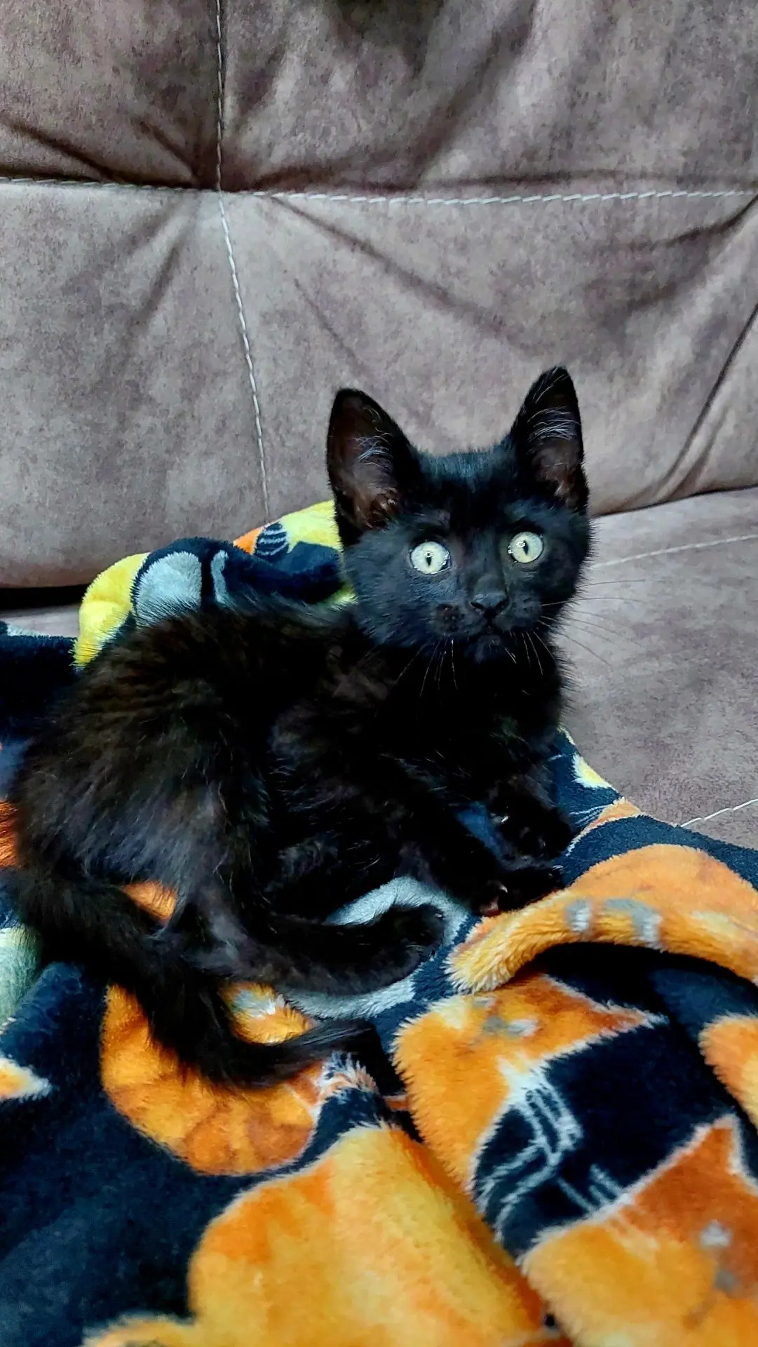 Котёнок около 2 мес. Срочно нужен дом. Был найден на улице. Своих уже куча) мальчик, от...