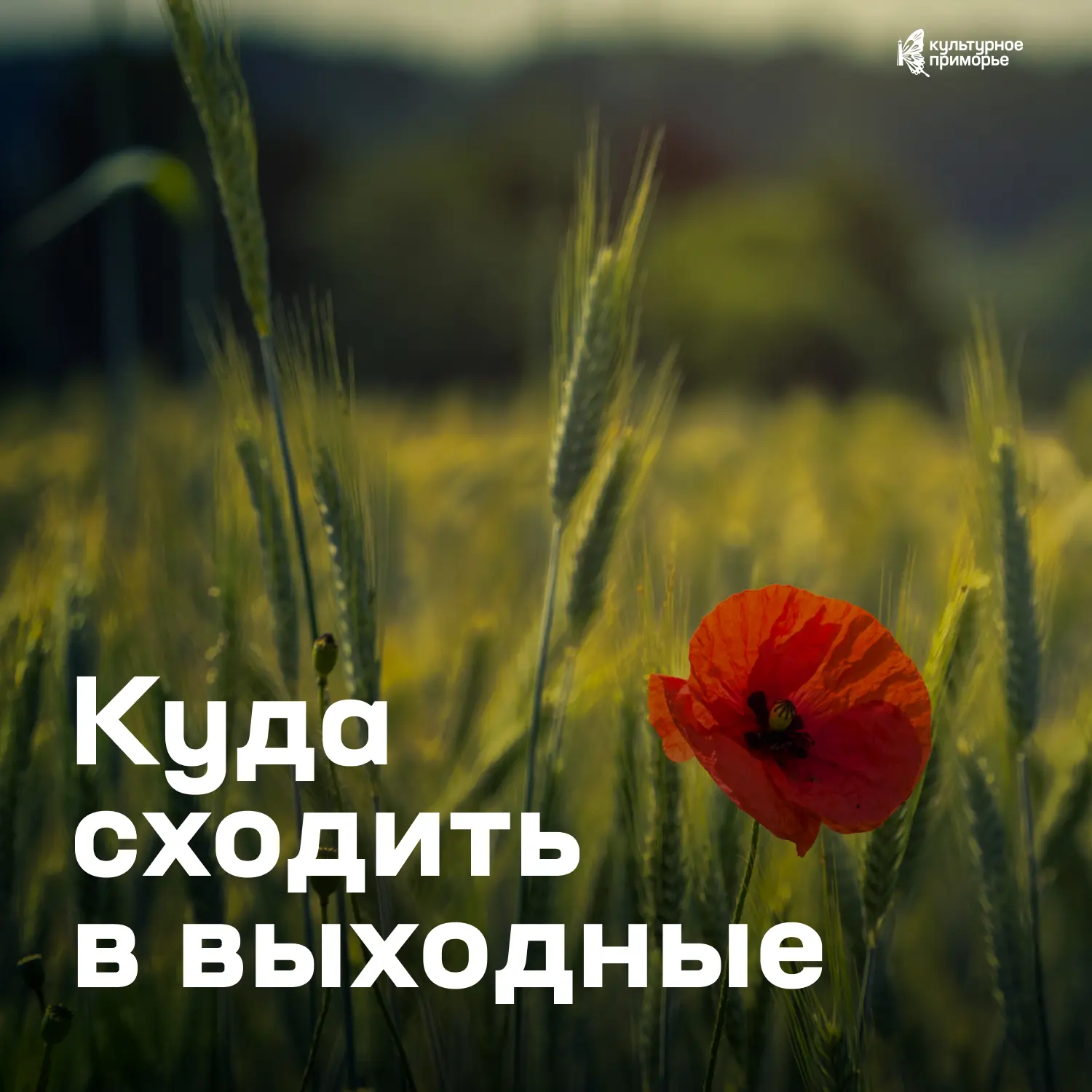 Первые выходные августа обещают быть насыщенными ☀️