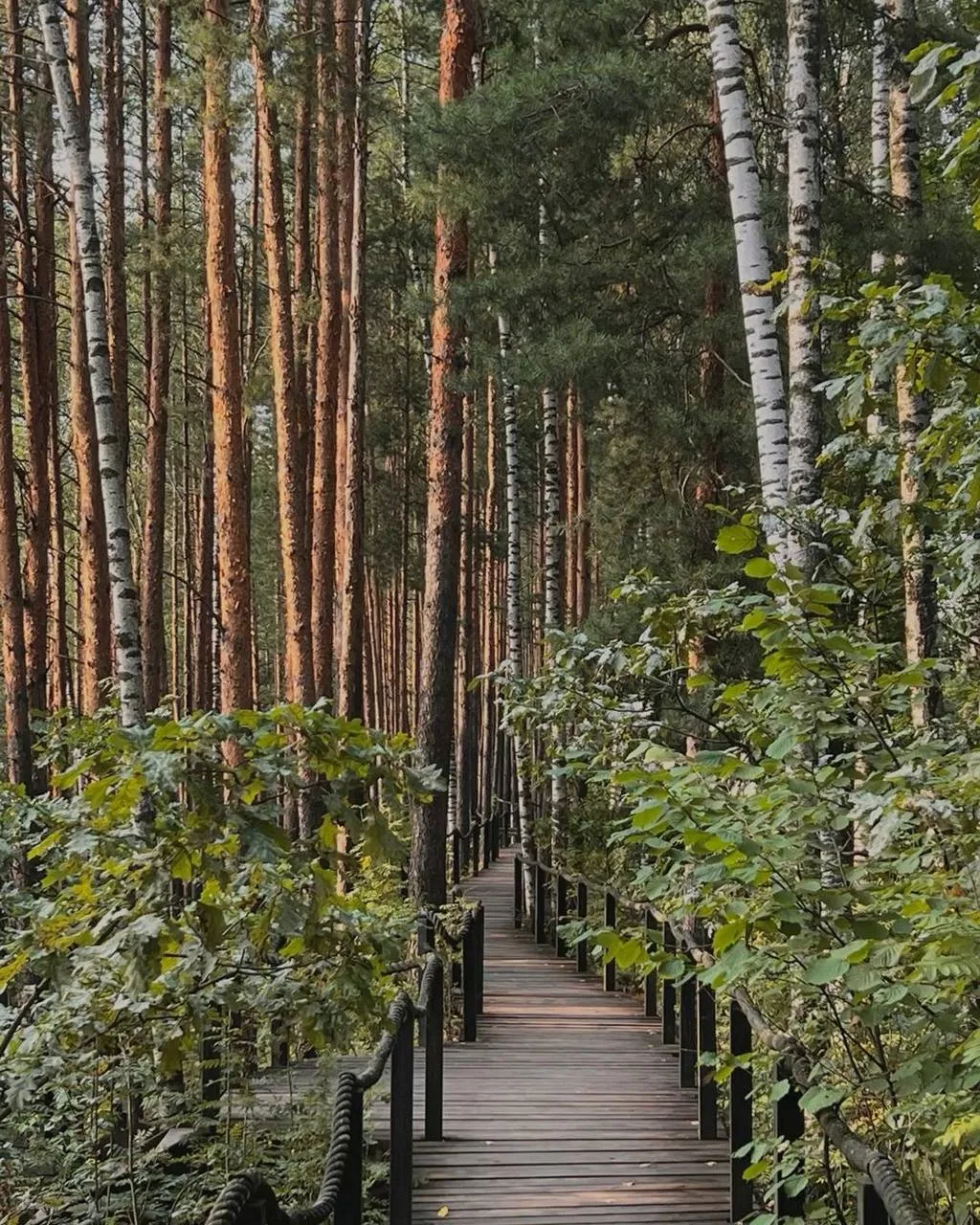 🌿 Необычная Босоногая тропа заработала в Лосином острове  Здесь можно пройти 3,6 км босиком по песку
