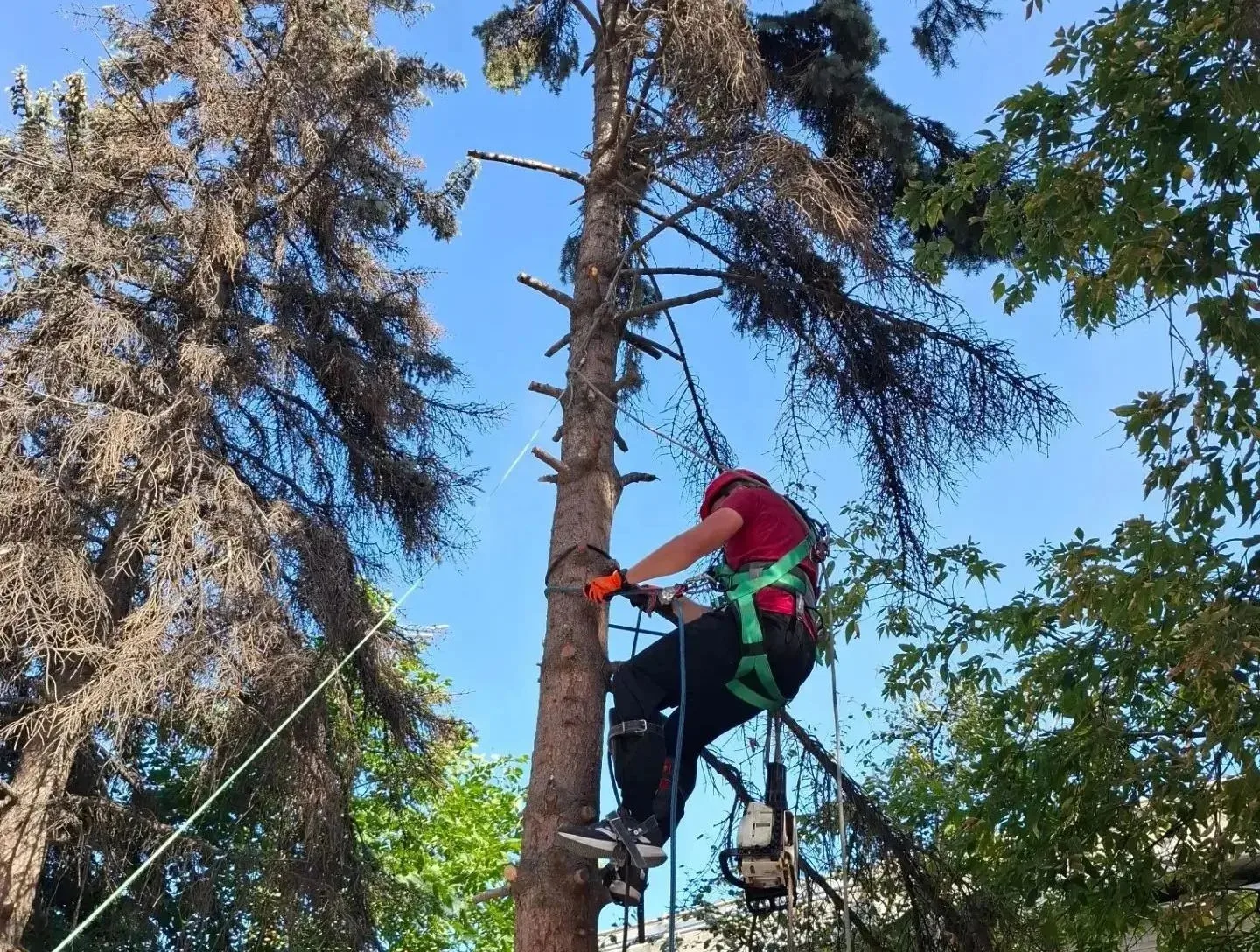 🌳 Специалисты «Русского леса» освоили профессию арбориста