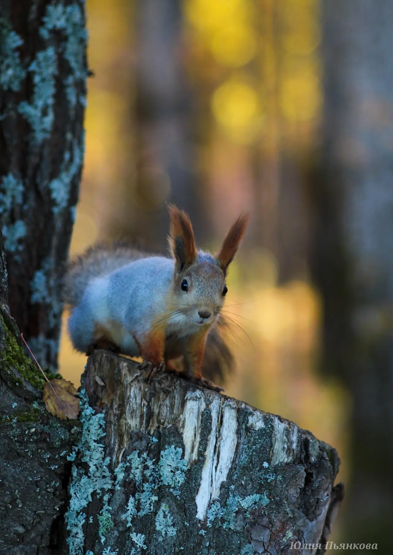 Белочка в золотом свете осени 🐿️🍂