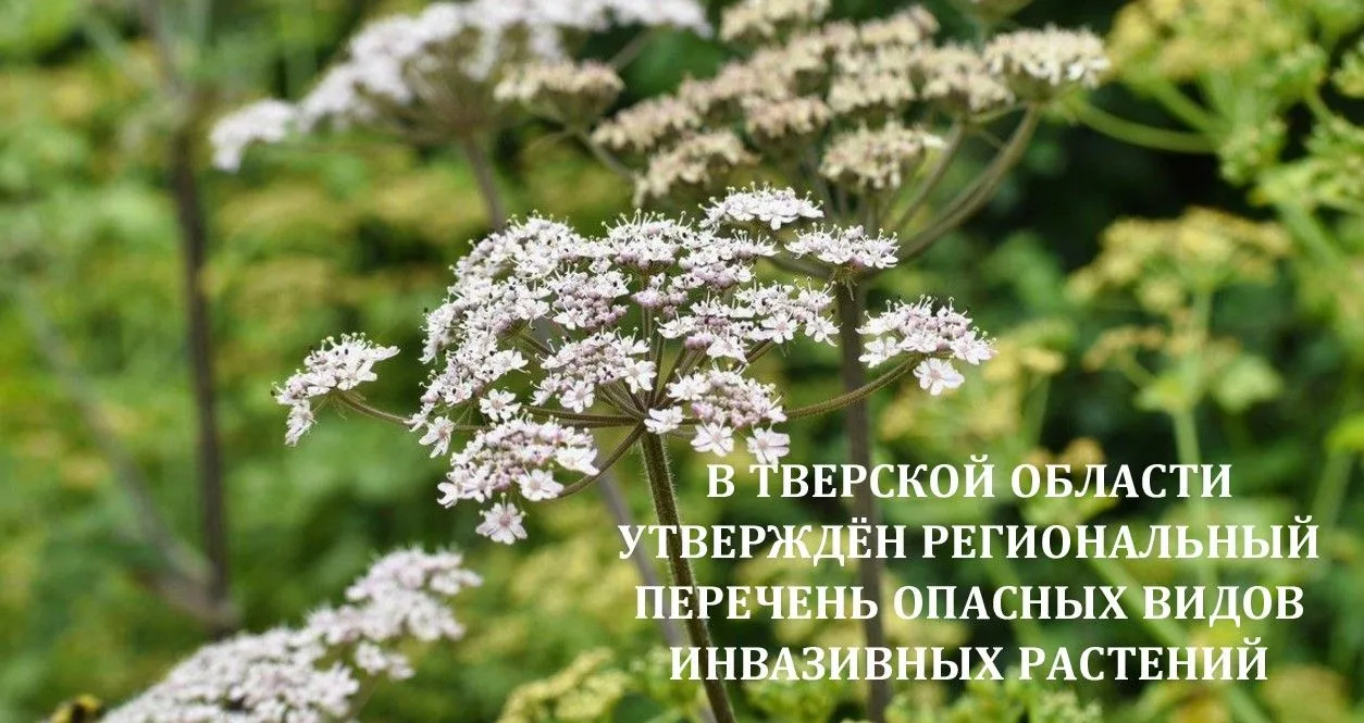 Постановлением Правительства Тверской области утвержден региональный перечень опасных в...