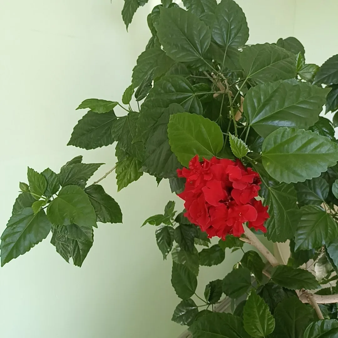 Хочу просто пожелать всем доброго утра и хорошего дня! 💜🌹
