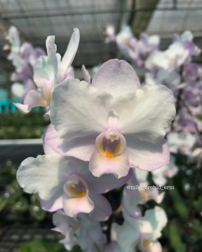 🌺 Азиатские сортовые орхидеи-подростки В НАЛИЧИИ 🌺

🕊 Дорогие наши подписчики! 🕊

🌸 Прекрасная 
