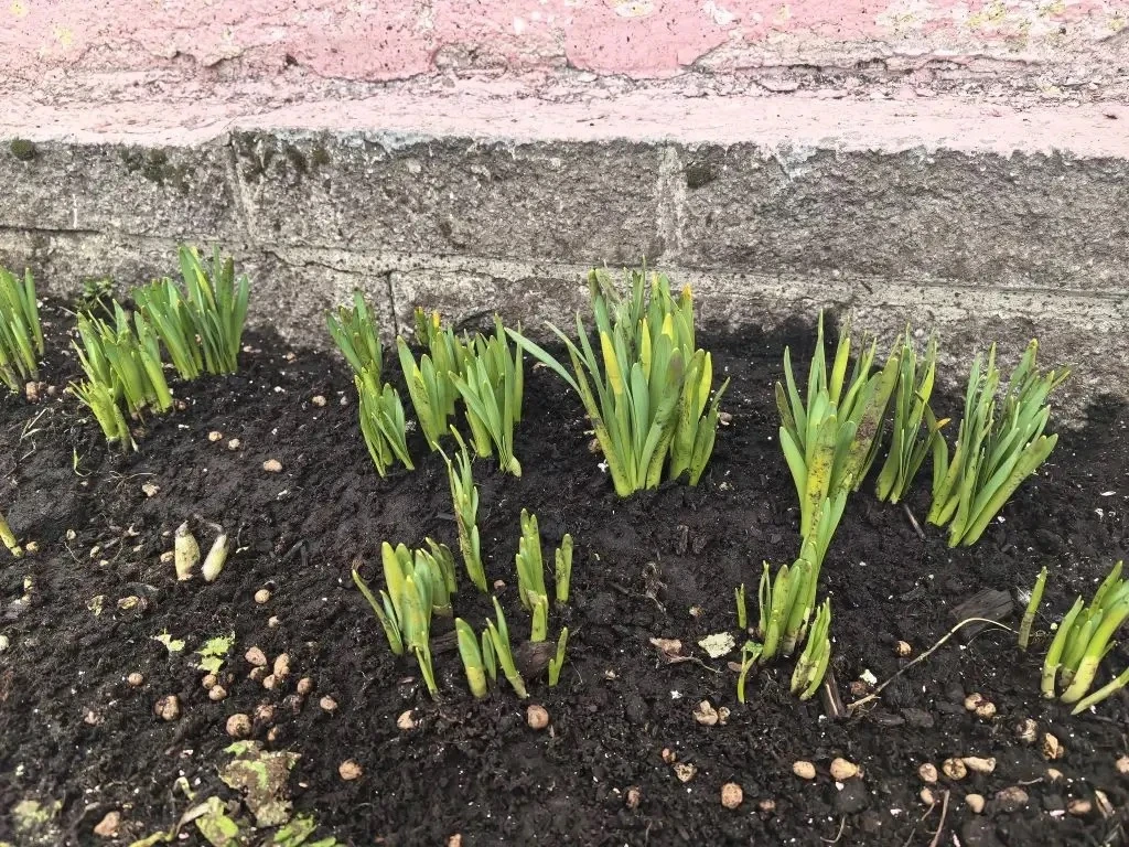 **Весна-красна уже на нашей клумбе!** 🌼