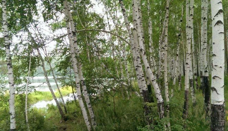 📍Рослесхоз: утверждены правила планирования лесных дорог в России. Подробнее