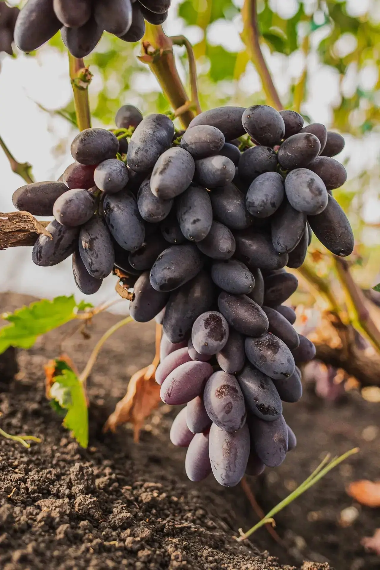 Реклама по любви!  Сегодня поговорим про виноград🍇  Сейчас самое время начать выбирать  посадочный м