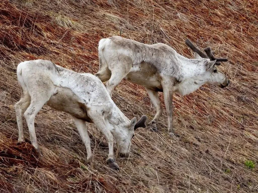 🦌 Краснокнижные самцы диких оленей вышли к побережью Кроноцкого залива  В Кроноцком заповеднике на п