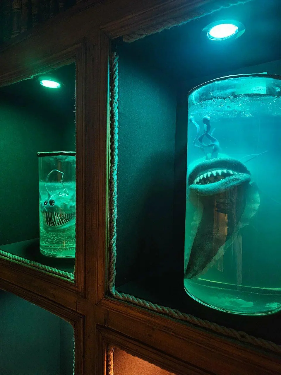 Разгадаем тайны морских глубин» (6+) 🐙

🗓 Пн-Вс 10:00-20:00
📍 Кронштадт, ул. Зосимова, 46

💵 от 
