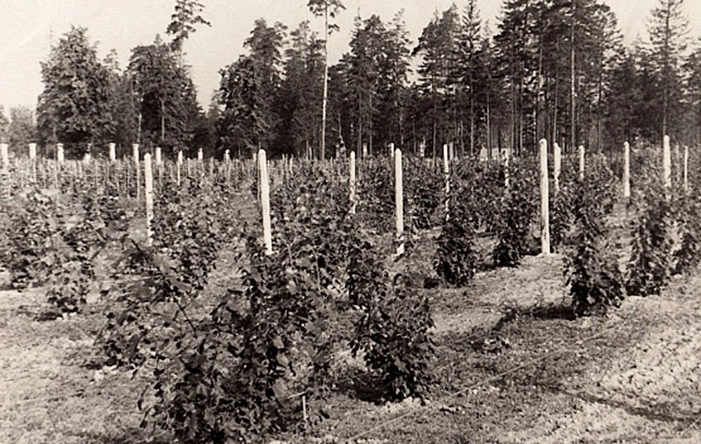 Кучинский виноградник. 1950-1960 г