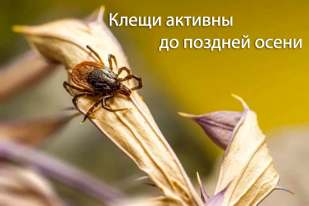 🌿 Клещи активны до самой поздней осени — не забывайте о защите!