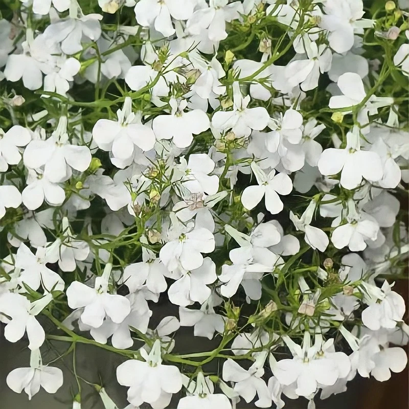 Продам вегетативную лобелию в стаканах 0,2 л - 150 руб🌼