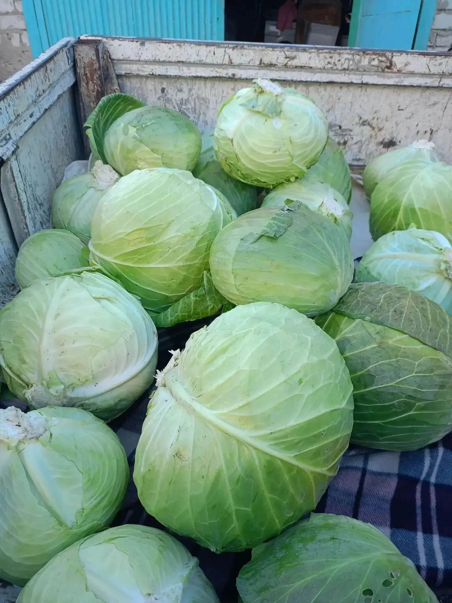 Продам домашнюю капусту для засолки (Мегатон, Агрессор). Цена 90 руб./кг. Самовывоз рай...