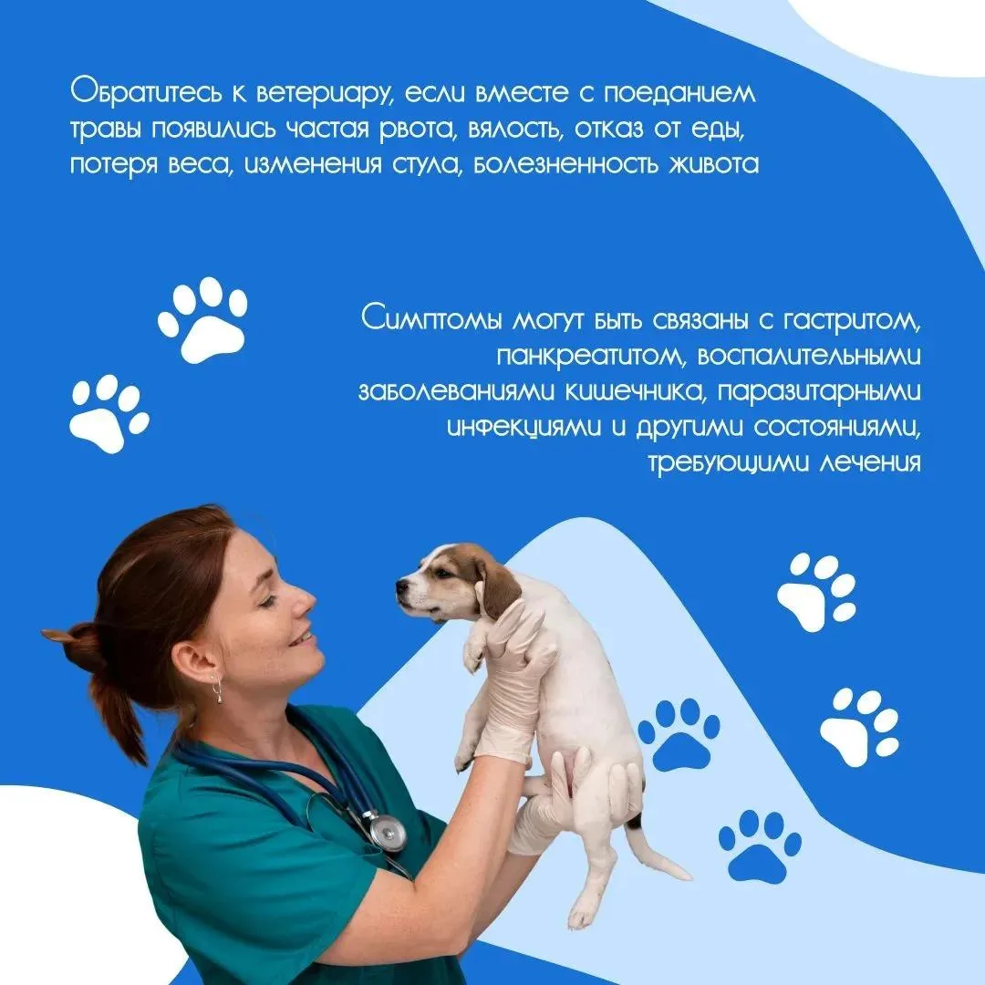 Летом многие владельцы замечают одну и ту же картину: во время прогулки собака с удовол...