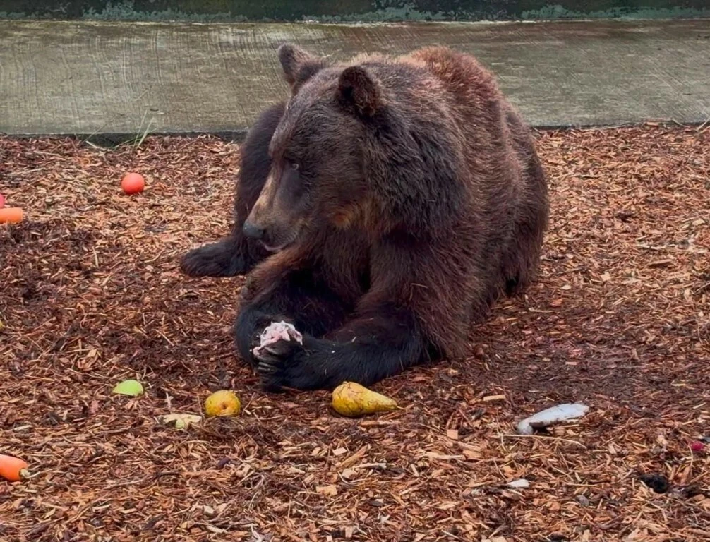 🐻 Два медведя из Ленобласти отправились в заповедник в Ирландии
