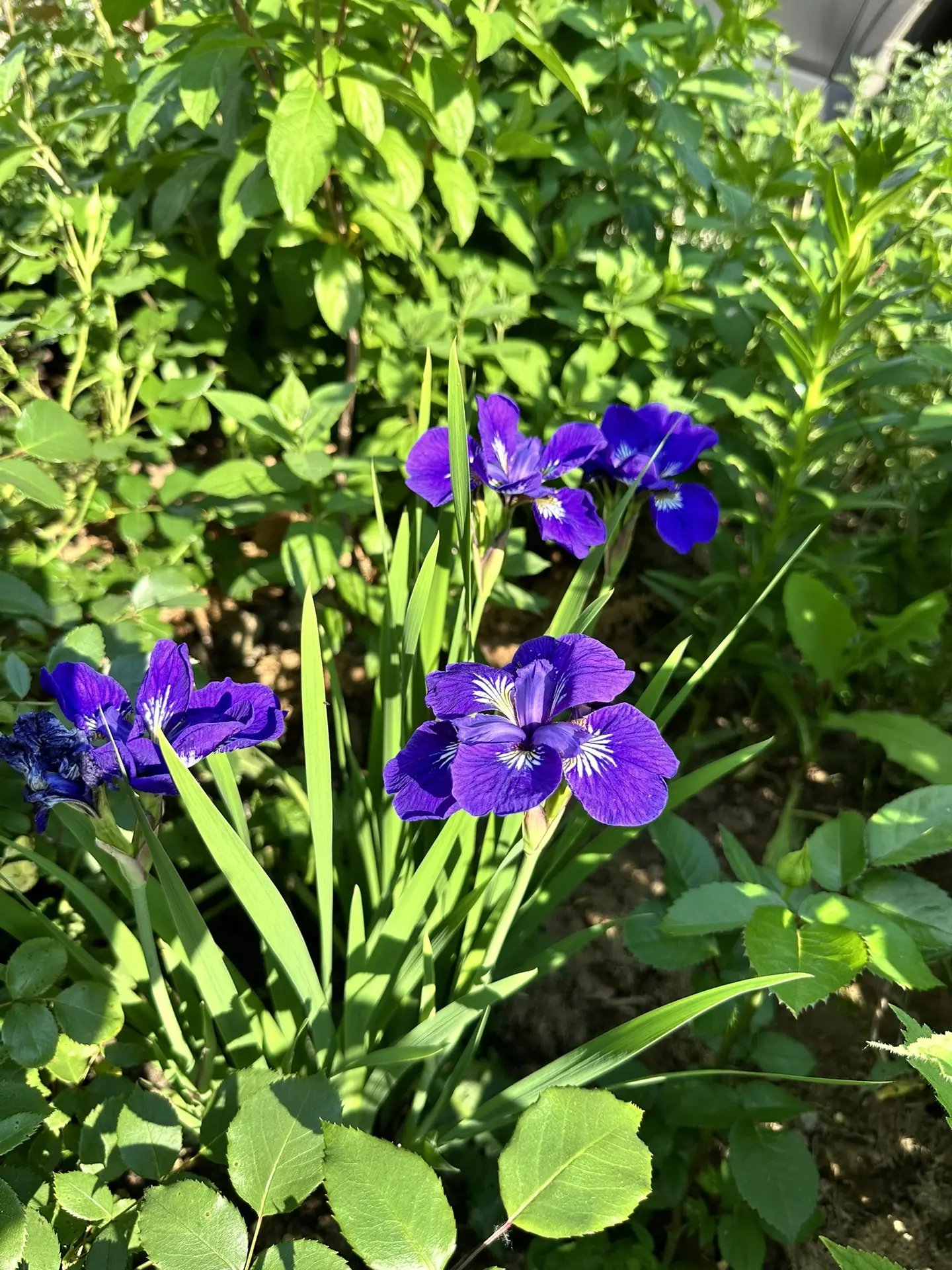 Люблю лето🌸