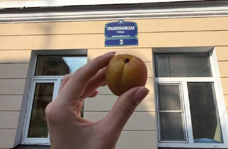 Лето пришло в дождливый Петербург 😍

На Петроградке даже поспел урожай абрикосов.

Сегодня столбики