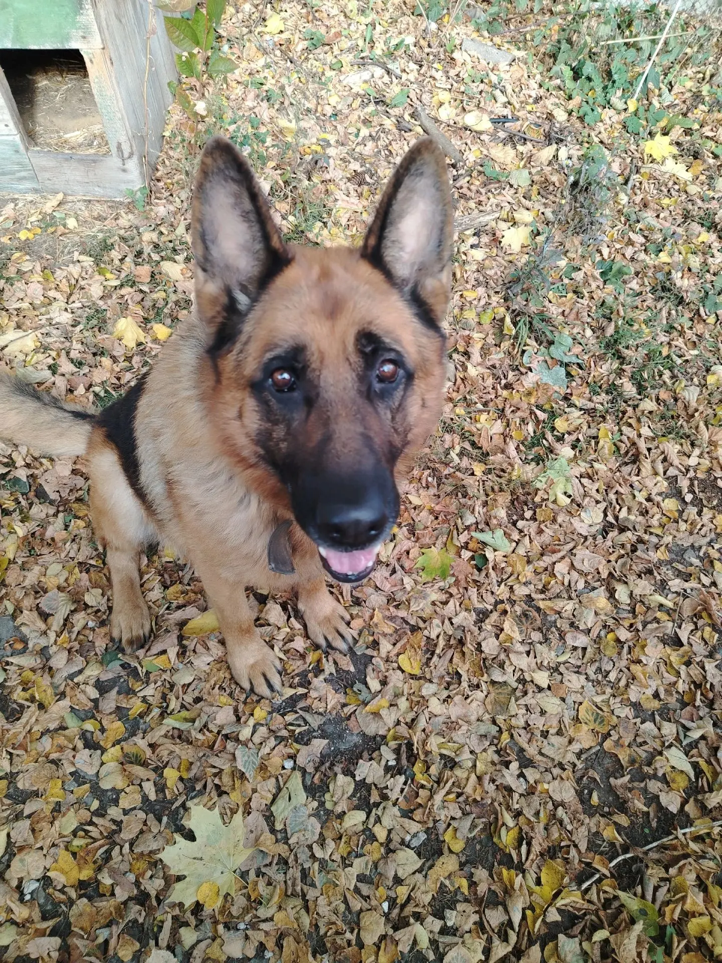 🐕Никто собачку не терял, находиться на Некрасова