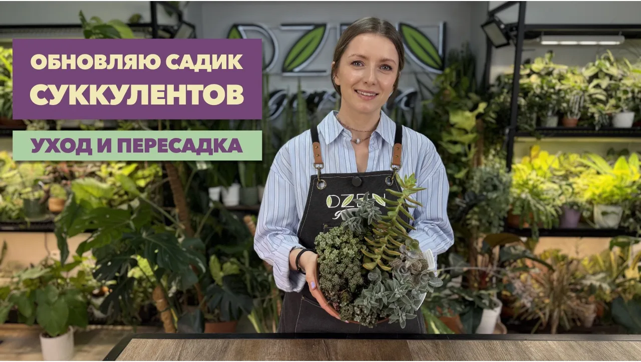 На канале новое видео с пересадкой второго садика суккулентов