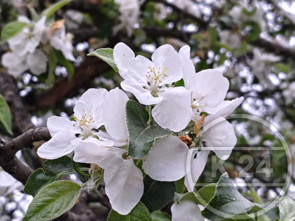 🌸 Даже пасмурное небо не может затмить эту красоту.  На улице Воровского сейчас цветут яблони — нежн