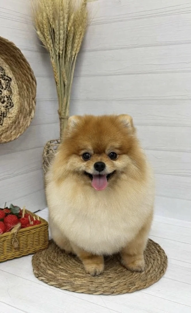 Милашечка Тедди после ухода💕 Ровненький, чистенький. Красота для глаз😍 Работа ведущег...