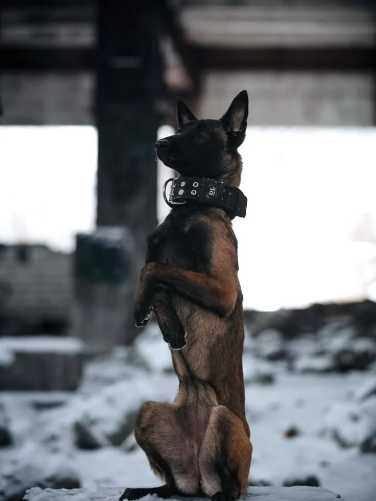 🐕‍🦺 Малинуа: бельгийский ураган энергии, ума и преданности!