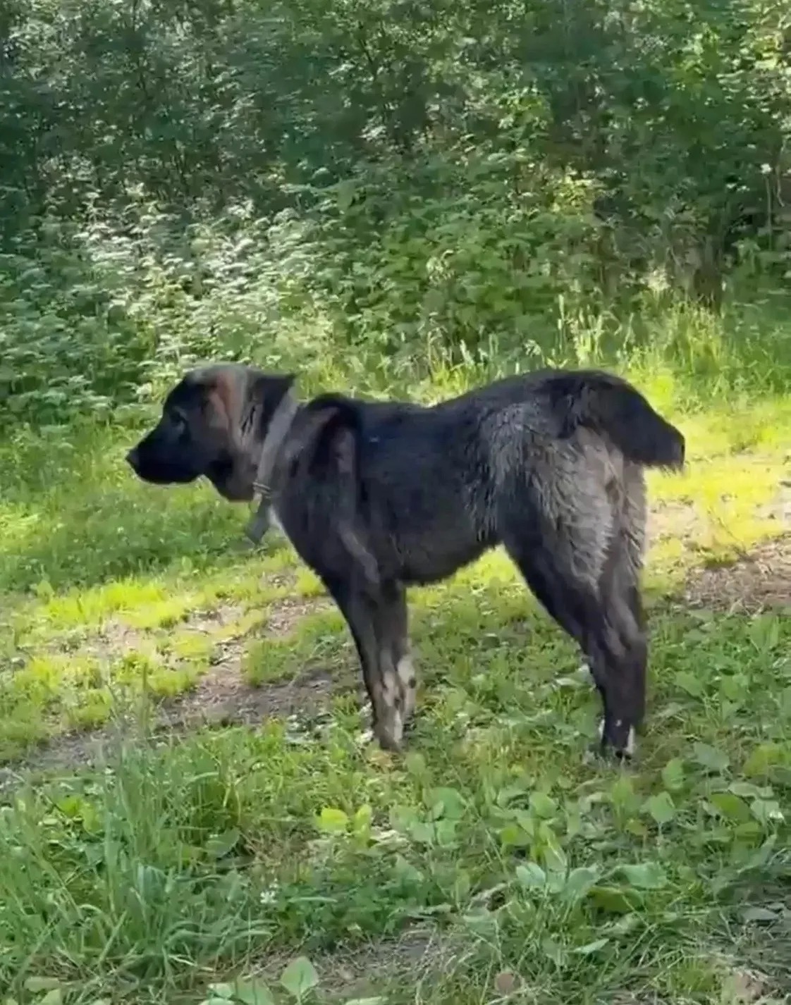 Нашли!!! Дома!!! Спасибо всем неравнодушным