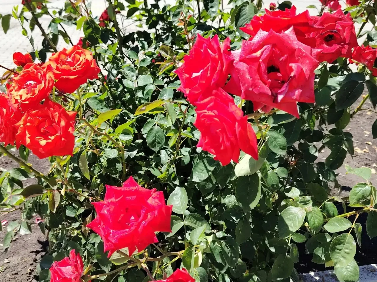 Доброе утро, подписчики! ☀️ Желаю вам бодрости, ясной головы и чтобы все задачи решались быстро и пр
