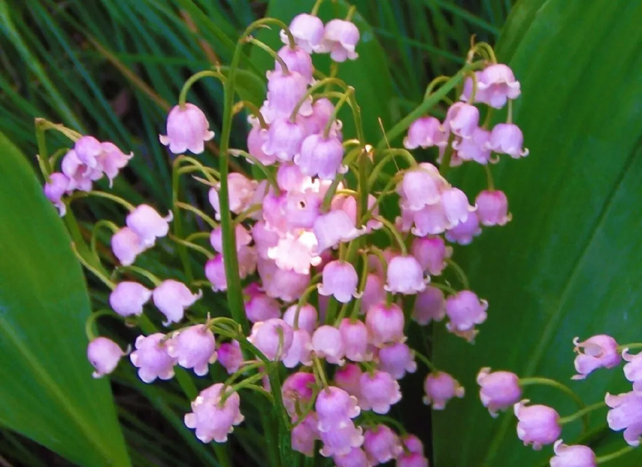 Ландыш Майский Роуз🌸