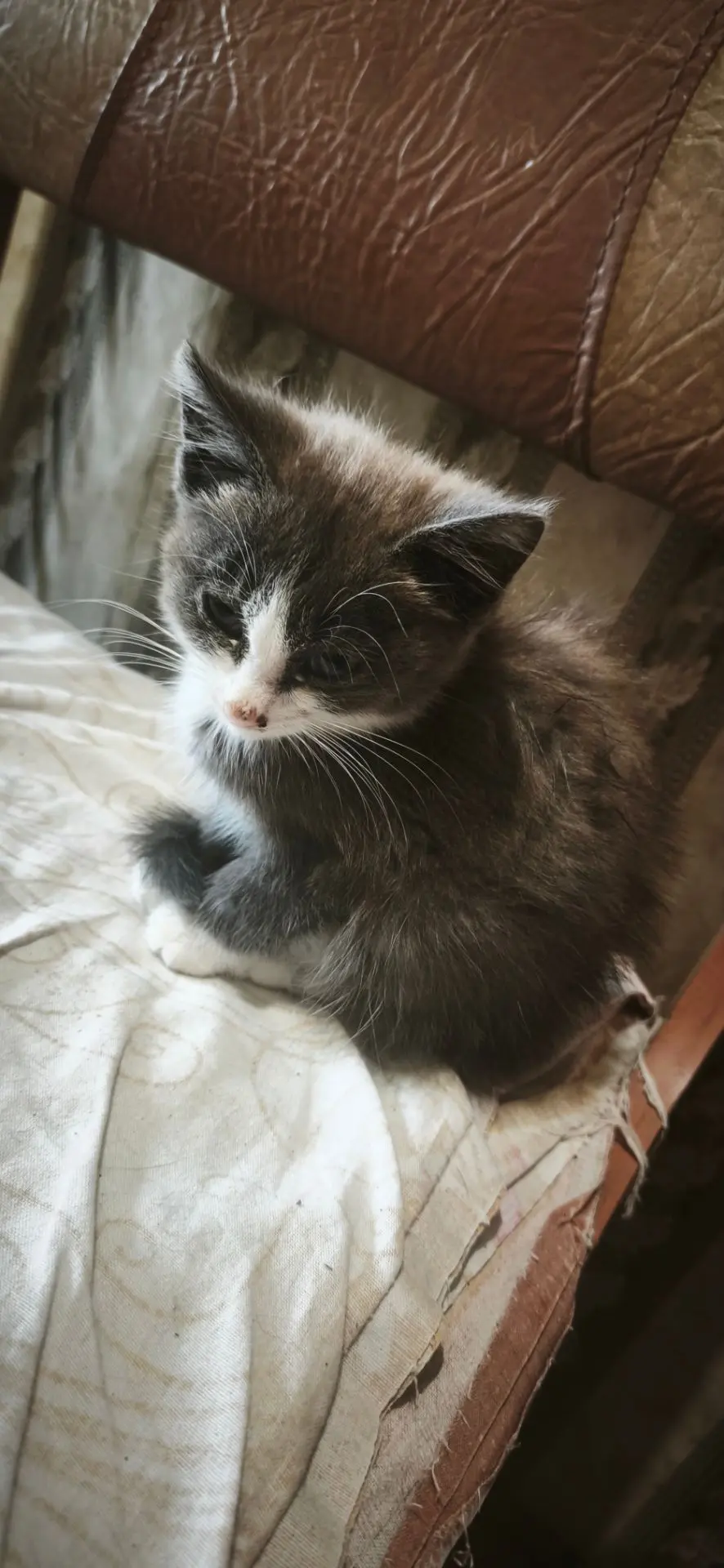 Отдам котика , 2 месяца , к лотку приучен, 89134207130
