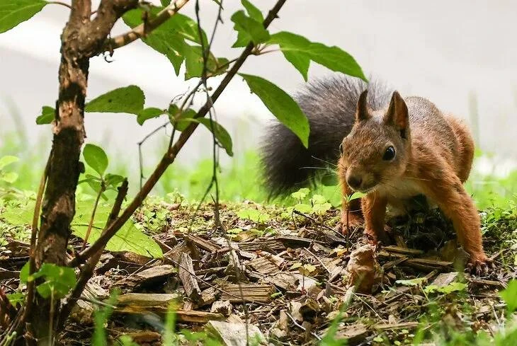 🐿️ В Москве начался сезон «беличьих осадков»