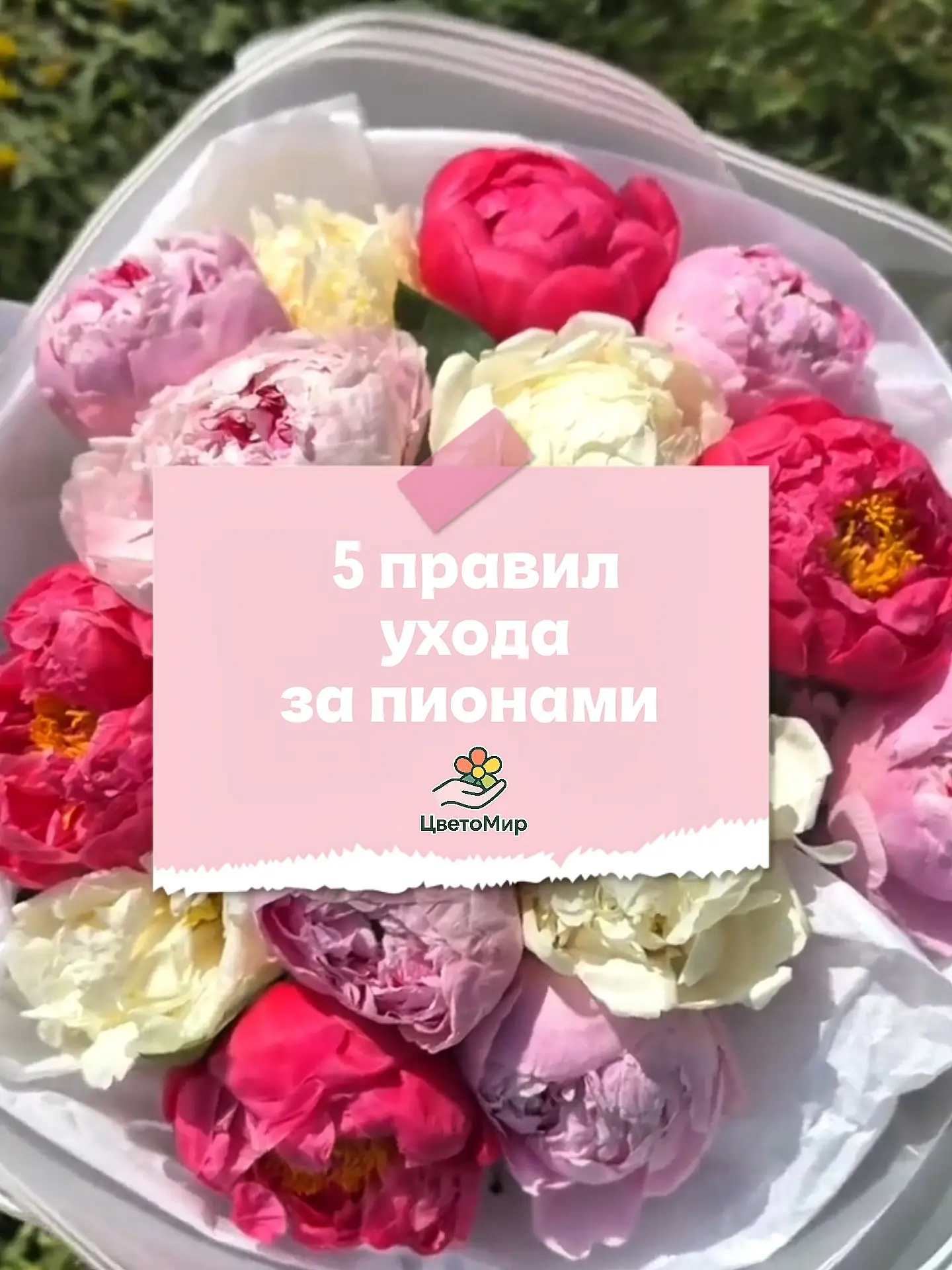 памятка для тех, кто любит пионы💗