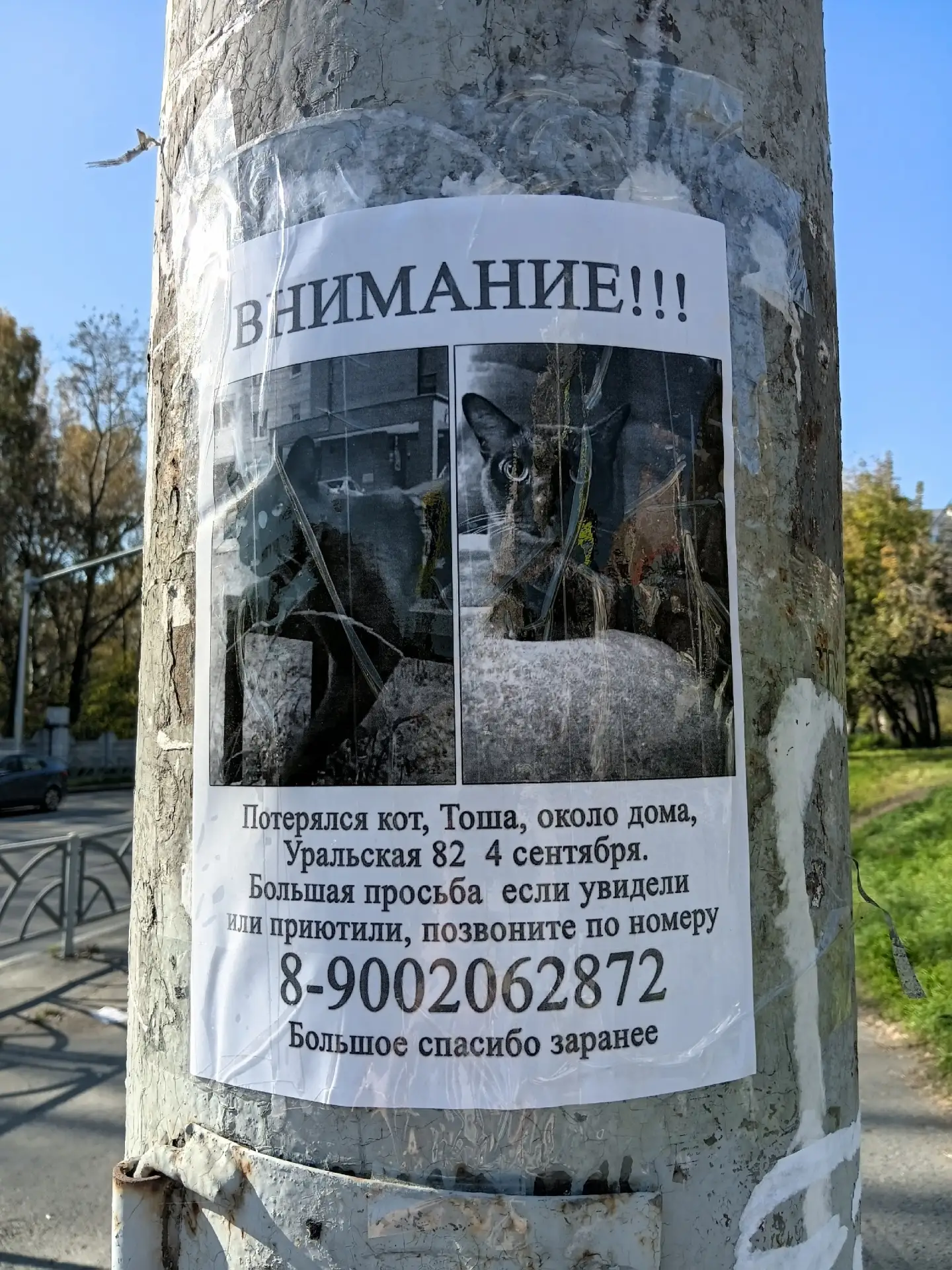 Потерялся кот, чёрный окрас (Екатеринбург, Пионерский)