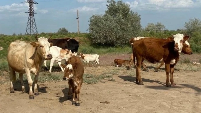 Очаг бруцеллеза выявлен у частного фермера в Астраханской области.