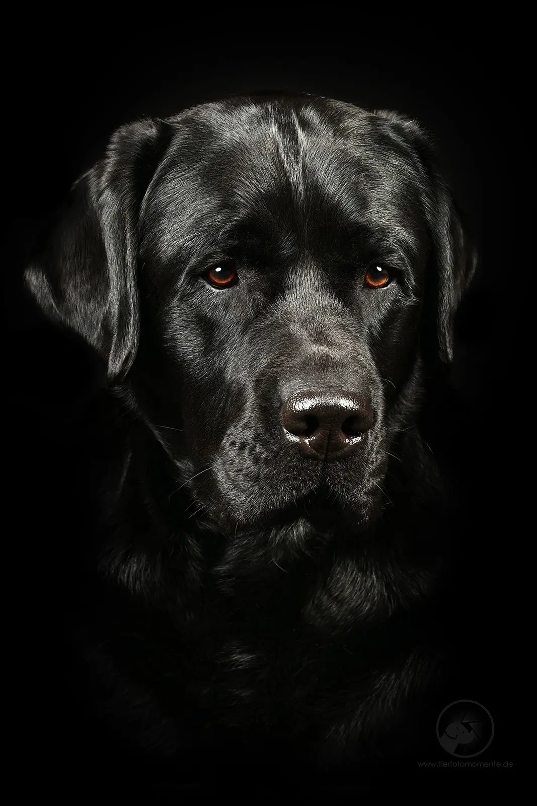 ⚡красивые фото ⚡️breedsinfo ⚡️dogmem