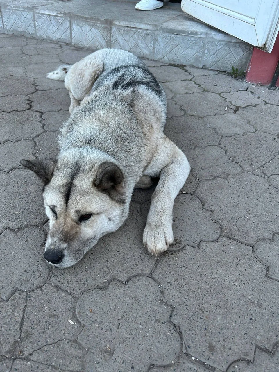 ❗ В городе ищут хозяина собаки  Потеряшка всю ночь бродила по улицам города — её замечали в разных м