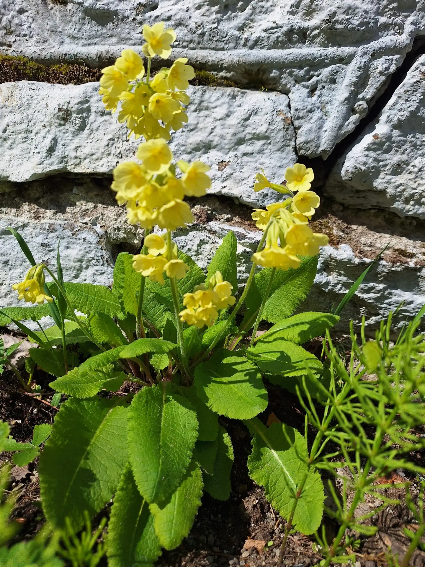 Погода радует тёплыми, солнечными днями, а музейная природа - цветами🔥🌻🌞🌼
