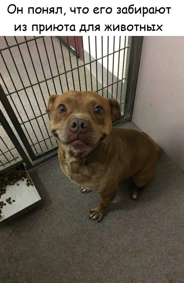 Шерстяной дружок 🐶