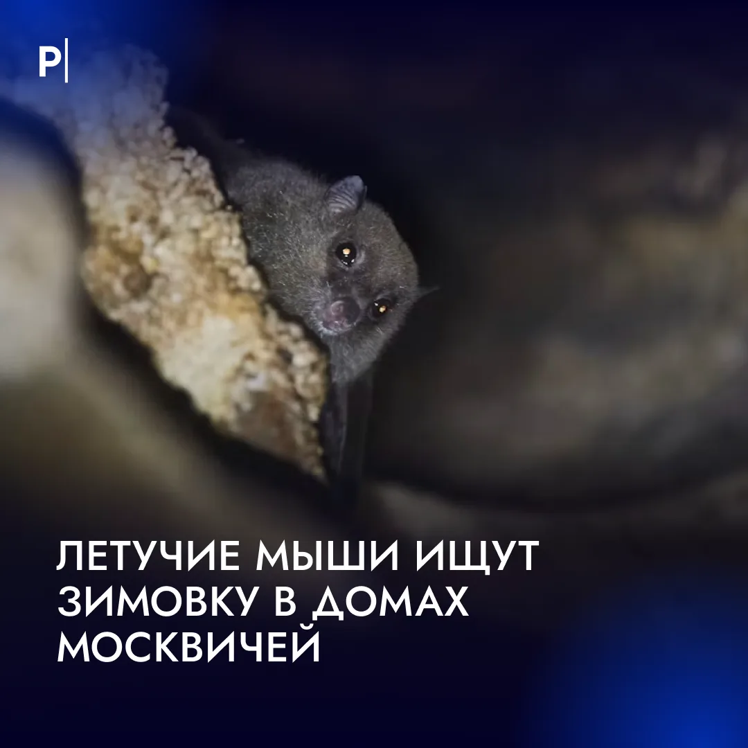 🦇 Летучие мыши все чаще залетают в квартиры москвичей.