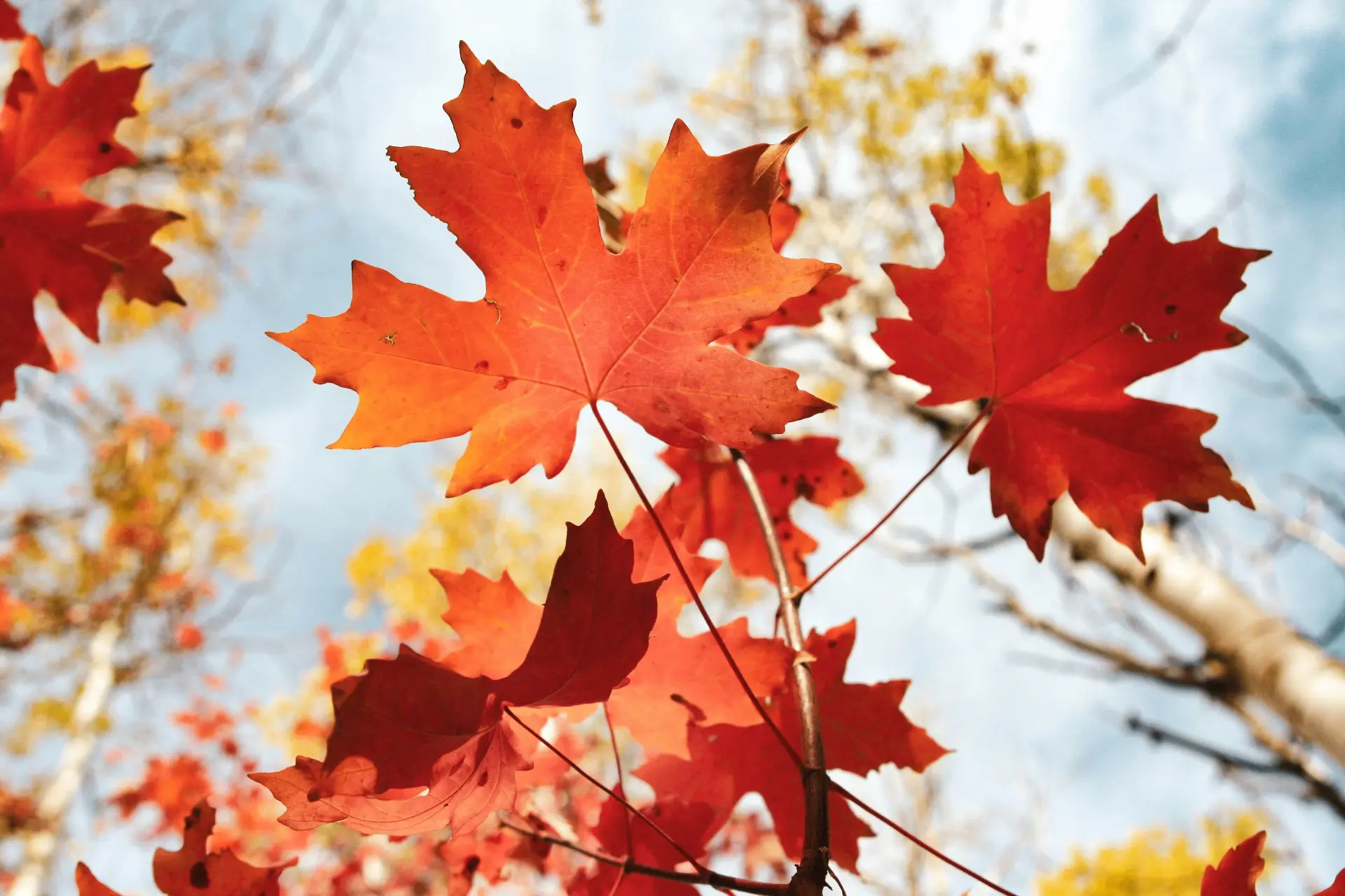 🍁 Народные приметы о клене