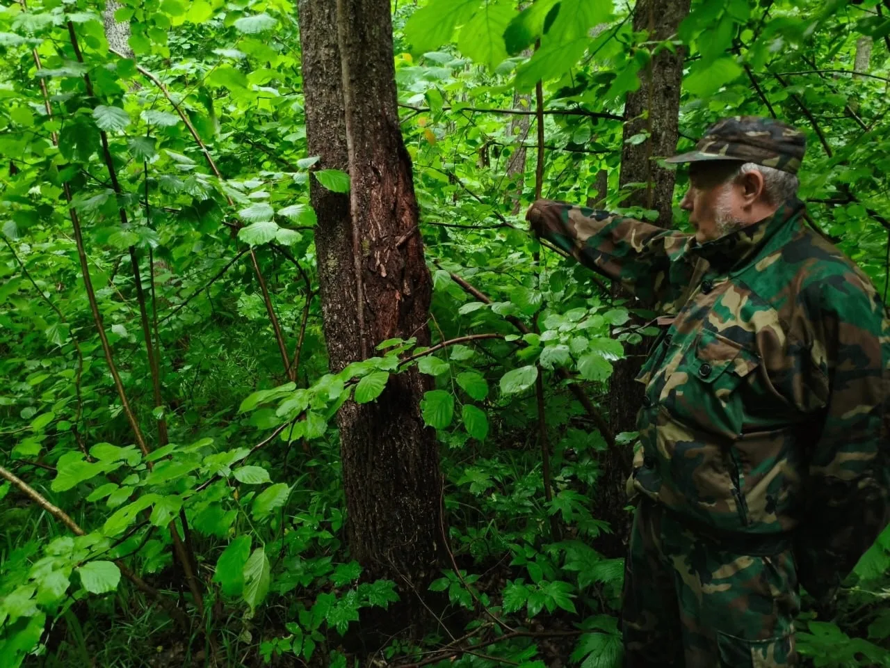 🌳Почему исчезают дубы в Поволжье?