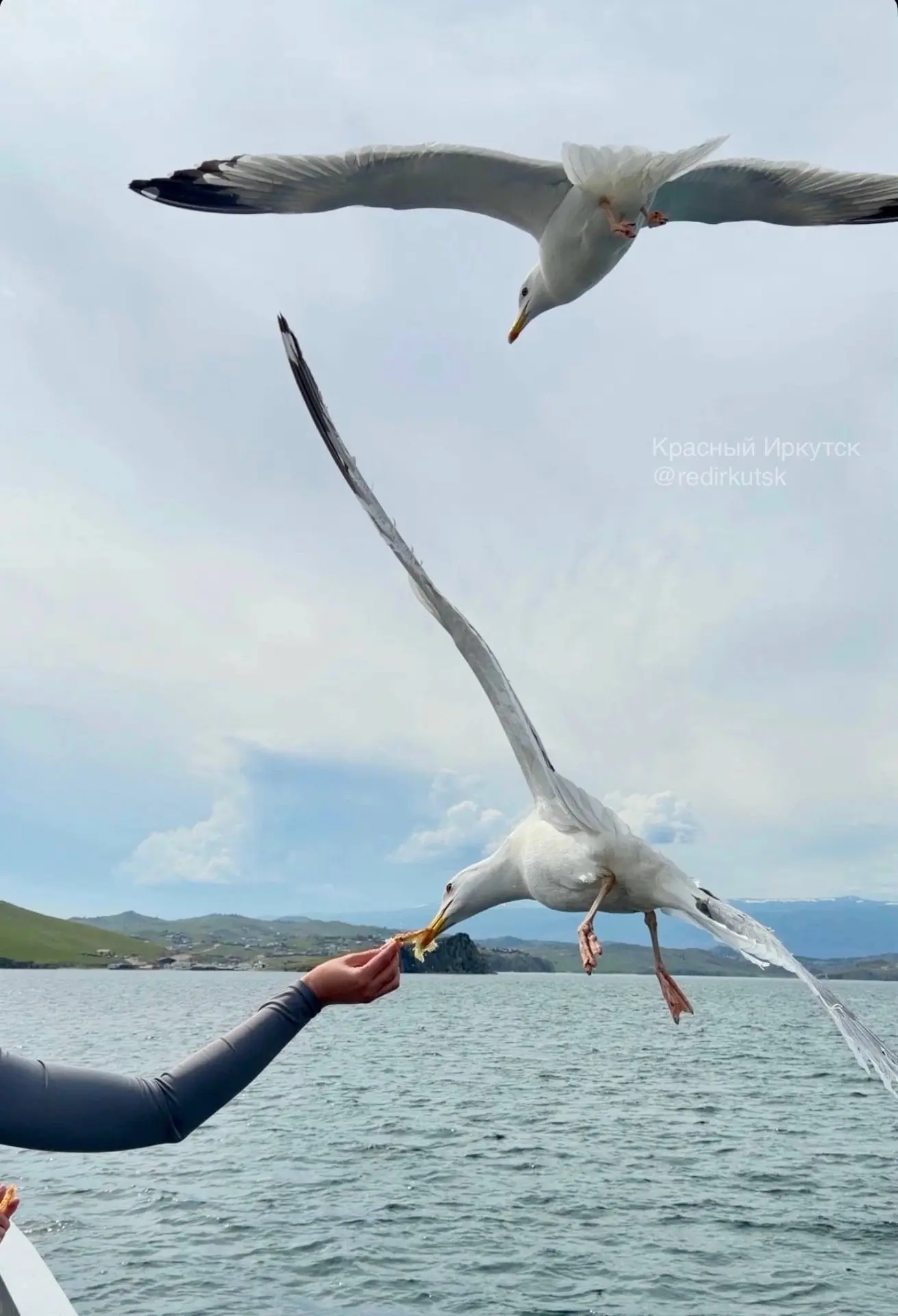 Ручные чайки на ольхонском пароме 🐦